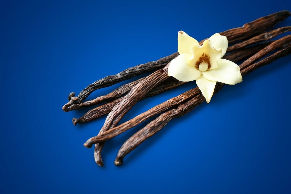 Científicos descubren las propiedades curativas ocultas que tiene la vainilla