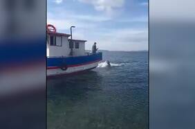 El increíble avistamiento de una orca en el sur de Chile