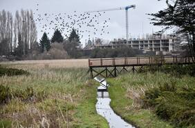 Humedales: estos son los casos más polémicos en los que se ha construido sobre ellos en Chile