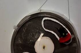 Abejorros aprenden a resolver acertijos mirando a sus compañeros