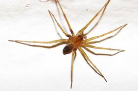 Cómo reconocer a una araña de rincón y qué hacer si me muerde