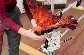 Pájaros muertos cobran vida como drones