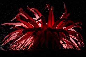 Anémonas, corales y ofiuros: increíbles fotos muestran cómo es la vida en el fondo marino de la Patagonia