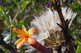 Científicos descubren esperanzador potencial de tres plantas chilenas para tratar el alzhéimer