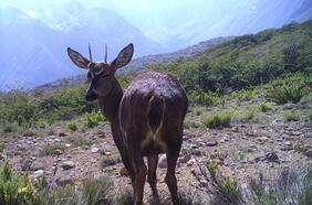 Reserva de la Biósfera de Ñuble y Biobío, el último esfuerzo por evitar la extinción del huemul de la zona central
