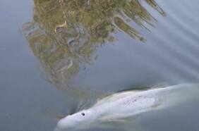 Hallan a un ballena beluga extraviada en el río Sena
