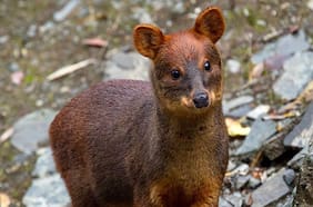 Así es la noble tarea de rehabilitar y reinsertar a la fauna silvestre en Chile