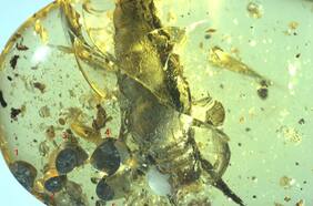 Científicos descubren el fósil de un caracol del Cretácico y sus cinco crías preservados en ámbar