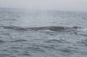 ¡Ballenas a la vista! El espectáculo natural que asombra cada verano en Chañaral de Aceituno