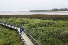 Parque Humedal Río Maipo: el Santuario de la Naturaleza con entrada gratis y a 90 minutos de Santiago