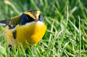 Captan a Fiu merodeando en La Moneda