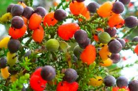 Este “Árbol Frankenstein” puede producir hasta 40 frutos diferentes