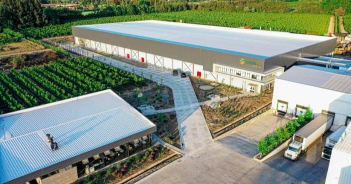 “El fin de una larga historia”: Frutícola Greenex solicita su quiebra y declara pasivos por $19.326 millones - La Tercera
