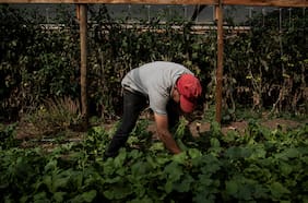 Visas laborales suben 11% en el primer semestre y bolivianos explican el 70% de los permisos entregados