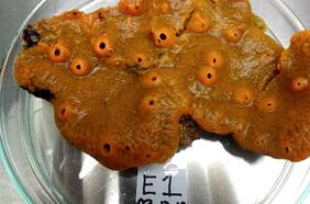 Nunca vistos en el Hemisferio Sur: Científicos descubren cuatro nuevas especies de hongos en la Antártica