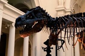 Estudio demuestra que 2.500 millones de Tiranosaurios rex habitaron la Tierra