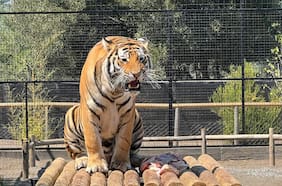 El zoológico que está pidiendo mascotas moribundas para alimentar a sus depredadores