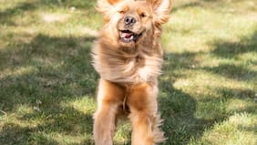 GuauFest 2025, el festival perruno que promete actividades, juegos y piletas temáticas