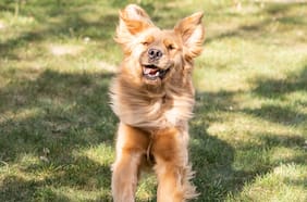 GuauFest 2025, el festival perruno que promete actividades, juegos y piletas temáticas