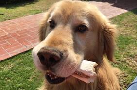 Iansa y firma brasileña dueña de arroz Tucapel dan pie atrás a venta de negocio de alimentos para mascotas