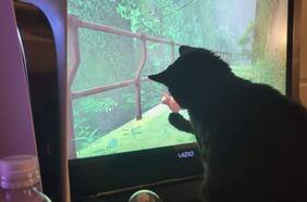 Stray le gusta tanto a gatos como personas y así lo demuestra una cuenta de Twitter