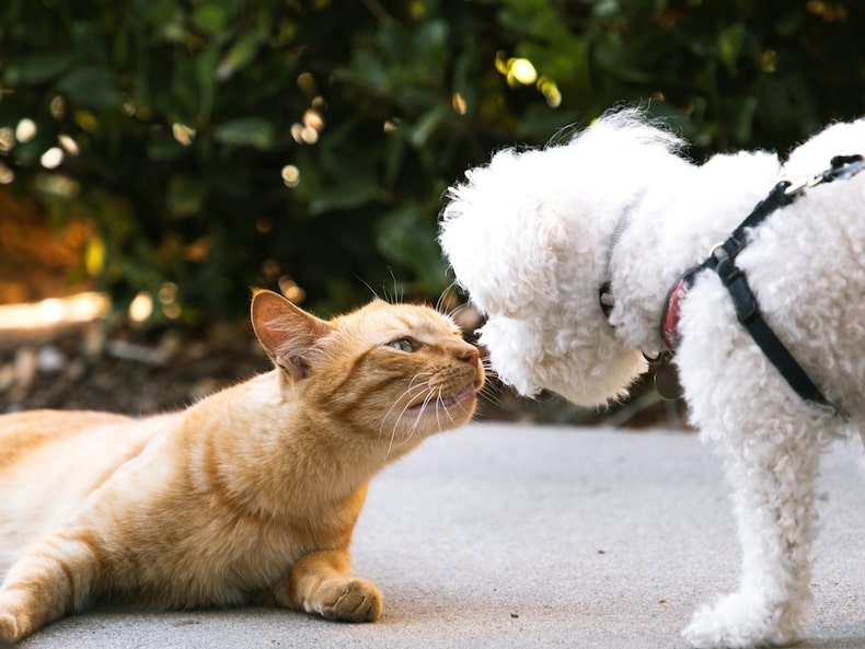 Pets