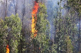 Formalizan a tres personas por causar incendios forestales en la Región de O’Higgins mientras realizaban trabajos de soldadura