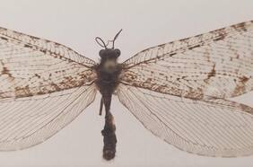 La historia del insecto volador de la Era Jurásica que fue redescubierto en un supermercado