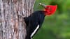 El carpintero negro revela la salud oculta de los bosques templados del sur de Chile
