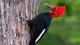 El carpintero negro revela la salud oculta de los bosques templados del sur de Chile