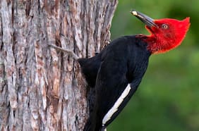 El carpintero negro revela la salud oculta de los bosques templados del sur de Chile