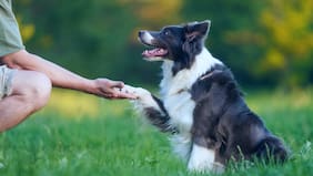 Los perros pueden distinguir diferentes emociones negativas de los humanos, según un reciente estudio