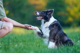 Los perros pueden distinguir diferentes emociones negativas de los humanos, según un reciente estudio