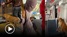 Usuaria registra la vida de un perrita en el metro de Valparaíso