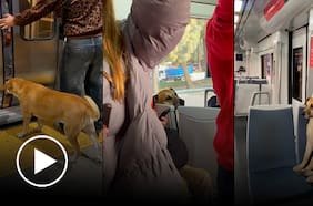 Usuaria registra la vida de un perrita en el metro de Valparaíso
