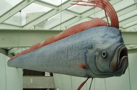 ¿Coincidencia? Tras aparición de pez que “anunciaría” terremotos” Arica registra fuerte temblor