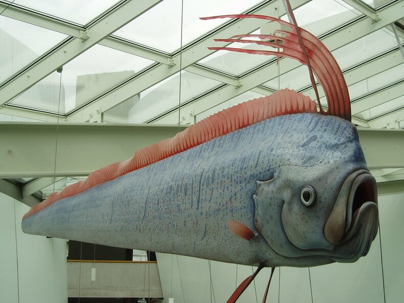 Specimen of oarfish
