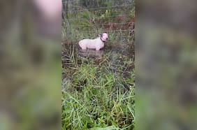 Rescatan a un perrito amarrado a una reja antes de la llegada del huracán Milton