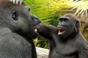 Científicos descubren que los simios bromean y se ríen entre ellos