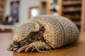 Un “ratón topo”, un huillín y un icónico marsupial: esta es la colección de mamíferos más grande de Chile