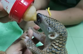 Fact Checking 97: ¿Regiones de Aysén y Magallanes son las únicas que no registraron casos nuevos? ¿China prohíbe el consumo de pangolines?