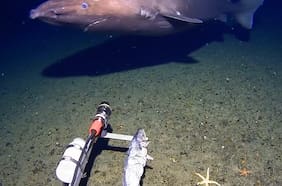Captan a tiburón nadando en gélidas aguas de la Antártica por primera vez