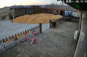 Este hombre se encontró con un tigre siberiano en la puerta de su casa