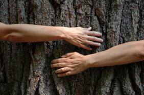 ¿Cuán ecológico es el proyecto de nueva Constitución? La visión de los exministros del Medio Ambiente