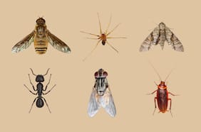 Cómo evitar que los insectos veraniegos entren a tu hogar