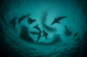 Nubes de peces: los secretos del mar de Pisagua