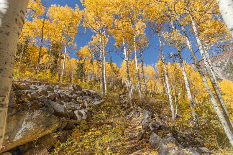What is Pando, the living being of more than 40 hectares considered one of the oldest on Earth