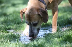 Adiós lluvia: el calor extremo vuelve a la Región Metropolitana este día