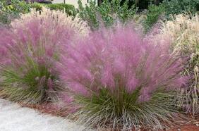 Sequía: qué plantas preferir ante la emergencia hídrica sin sacrificar el verde del jardín