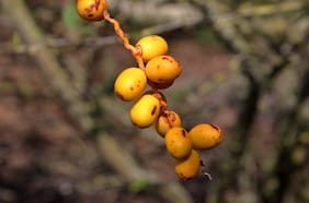 Científicos crean prometedor fármaco para mejorar rendimiento físico usando un fruto que en Chile se bota